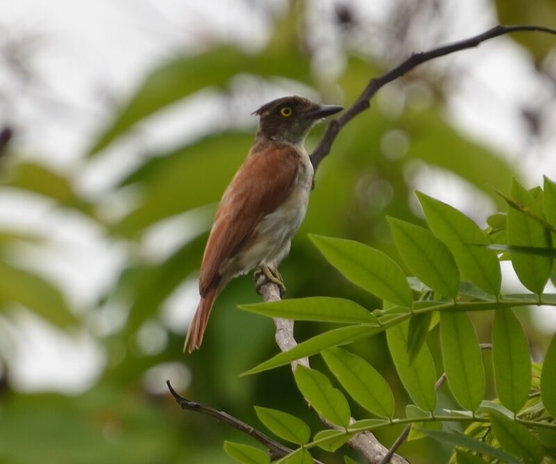 Black-and-white Shrike-flycatcher female adult, identification