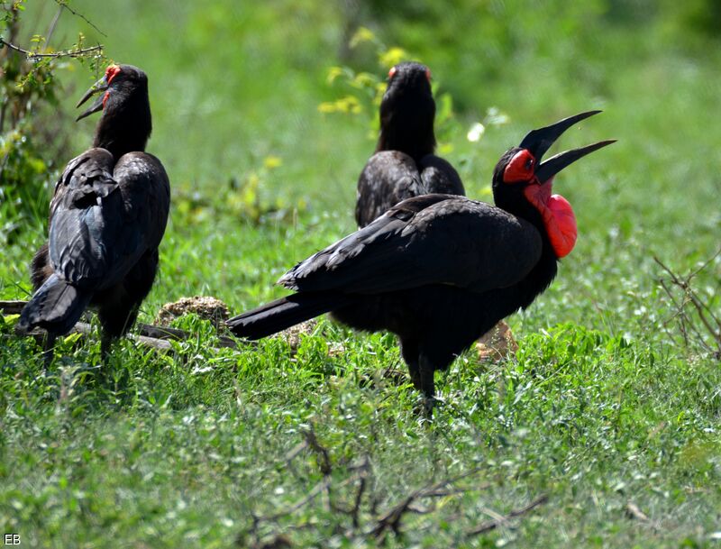 Southern Ground Hornbill