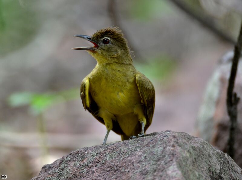 Yellow-bellied Greenbuladult, identification