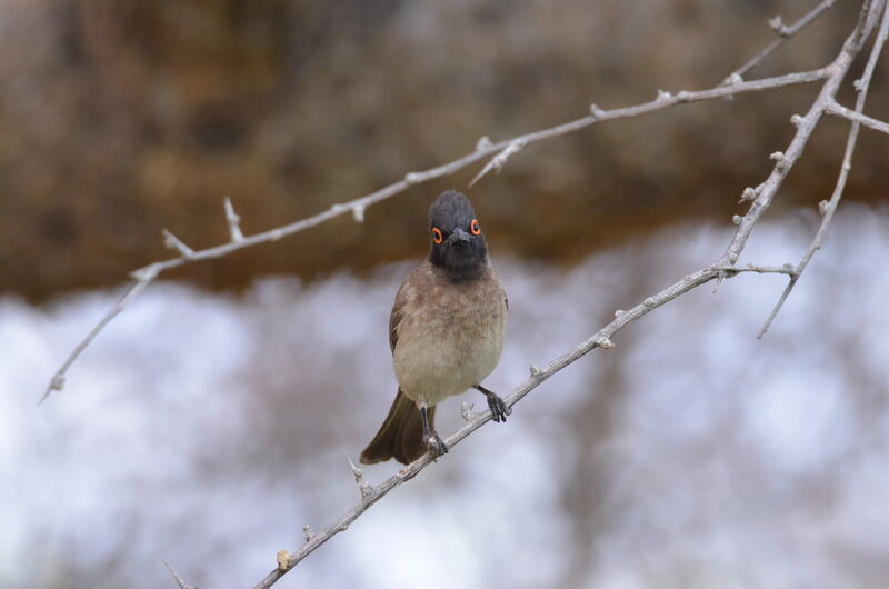 Bulbul brunoiradulte, identification