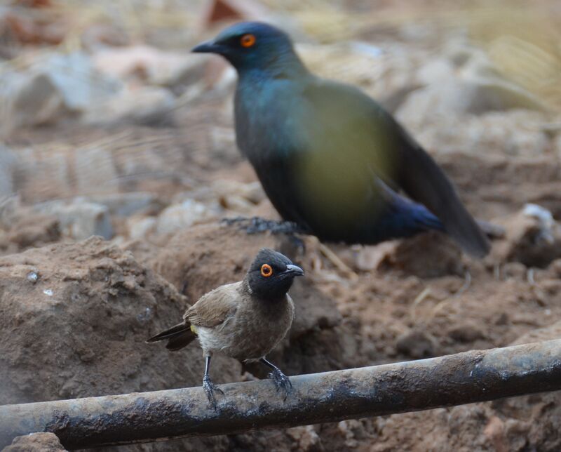 Bulbul brunoiradulte, identification