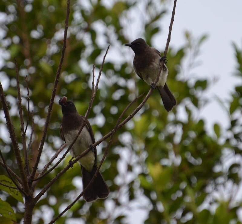 Common Bulbul 