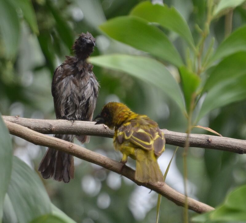 Common Bulbuljuvenile, identification