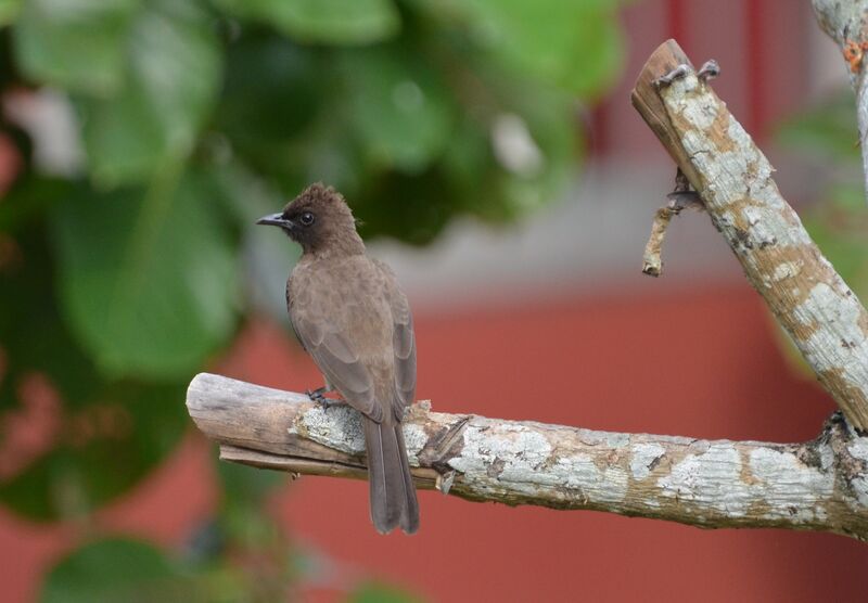 Common Bulbuladult, identification