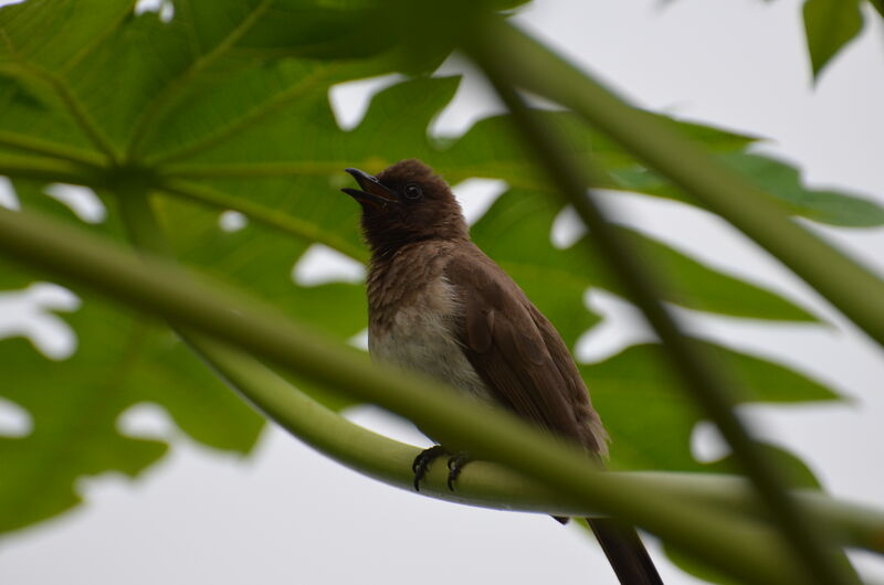 Bulbul des jardinsadulte, identification