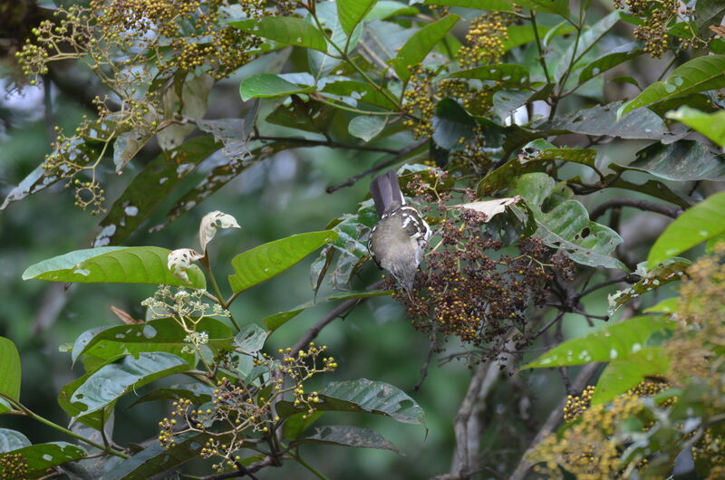 Spotted Greenbuladult, identification, feeding habits