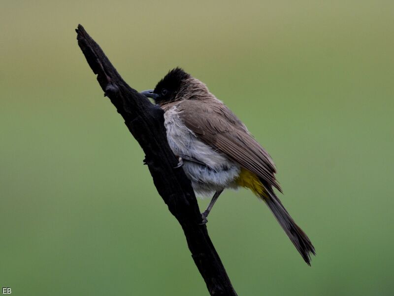 Bulbul tricoloreadulte, identification