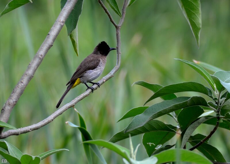 Bulbul tricoloreadulte, identification