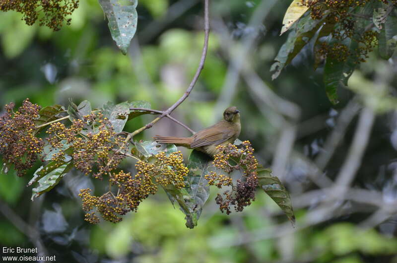 Bulbul verdâtreadulte, régime