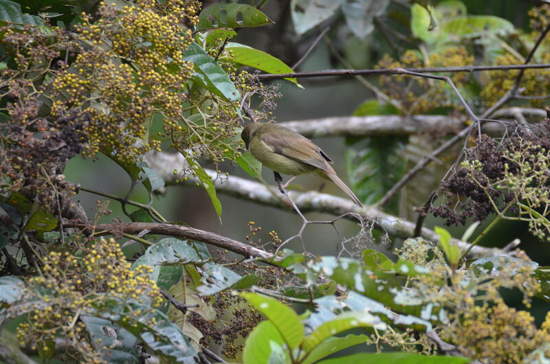 Little Greenbuladult, feeding habits