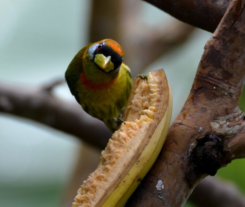 Red-headed Barbet female adult, identification, feeding habits, eats