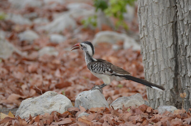 Southern Red-billed Hornbilladult, identification