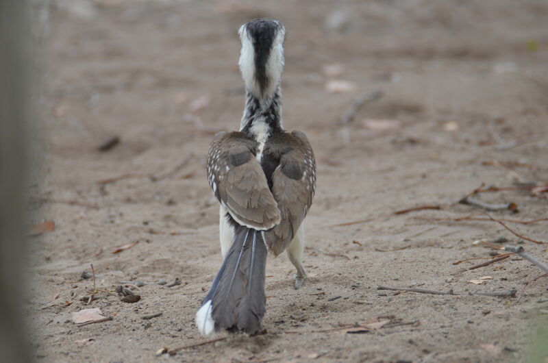 Calao d'Afrique du Sudadulte, identification