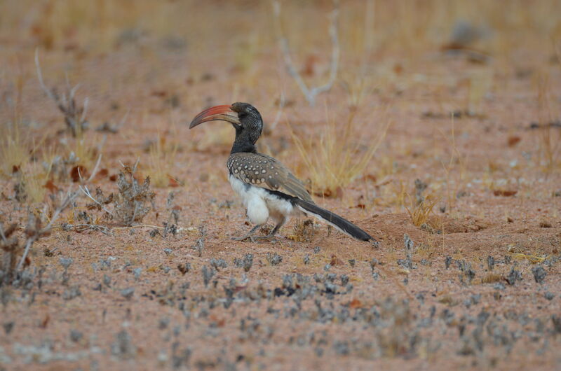 Monteiro's Hornbilladult, identification