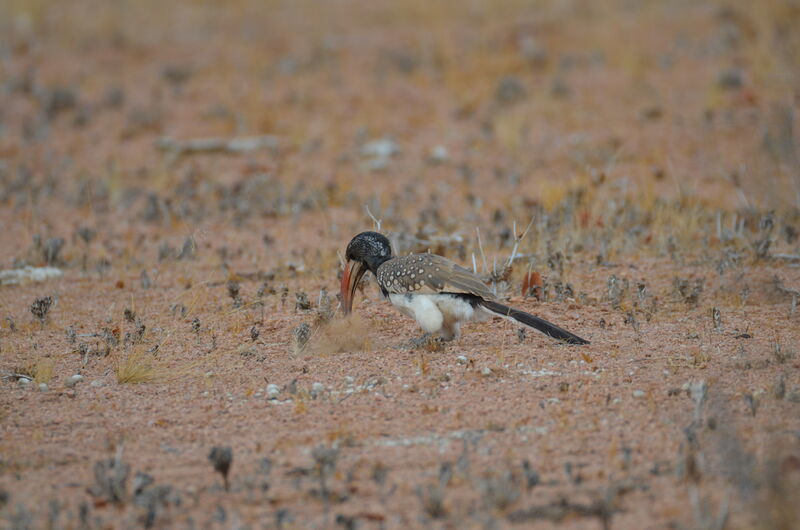 Monteiro's Hornbilladult, identification