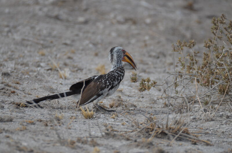 Southern Yellow-billed Hornbilladult, identification