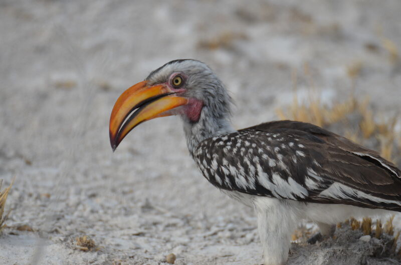 Southern Yellow-billed Hornbilladult, identification