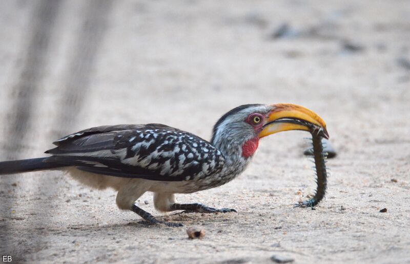 Southern Yellow-billed Hornbilladult, identification, feeding habits