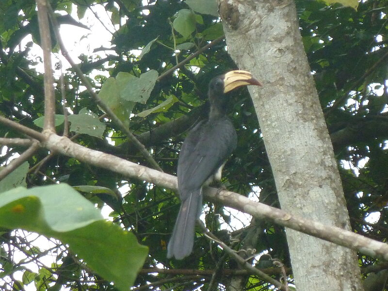 Congo Pied Hornbilladult, identification