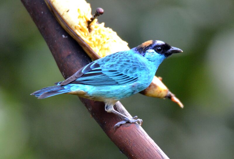 Golden-naped Tanageradult, identification, feeding habits