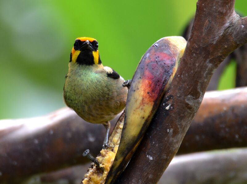 Saffron-crowned Tanageradult, identification, feeding habits