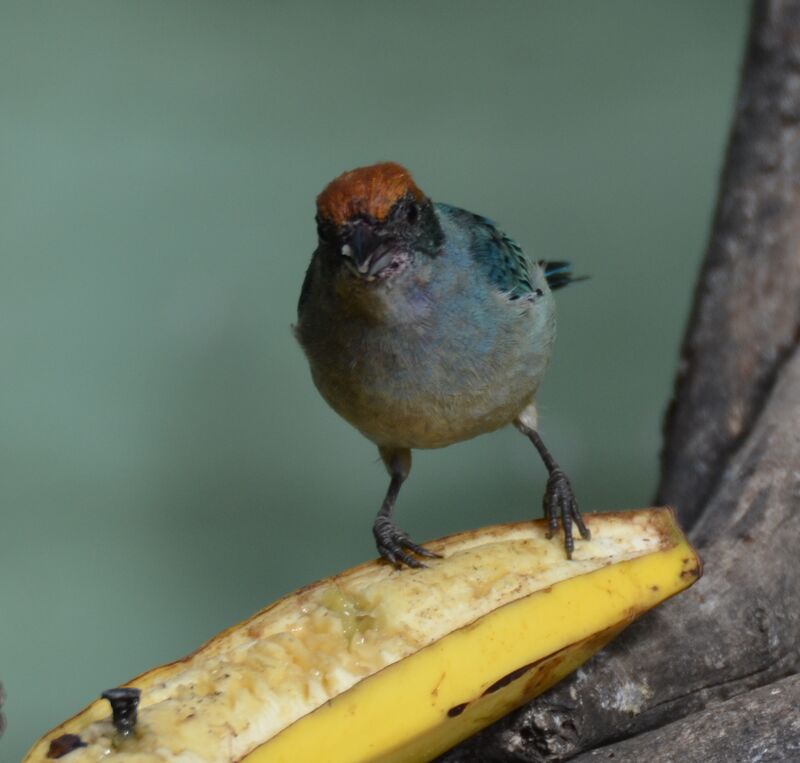 Calliste vitriolinadulte, identification, régime, mange