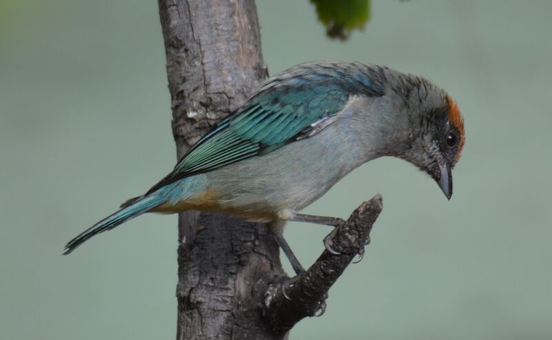 Scrub Tanageradult, identification