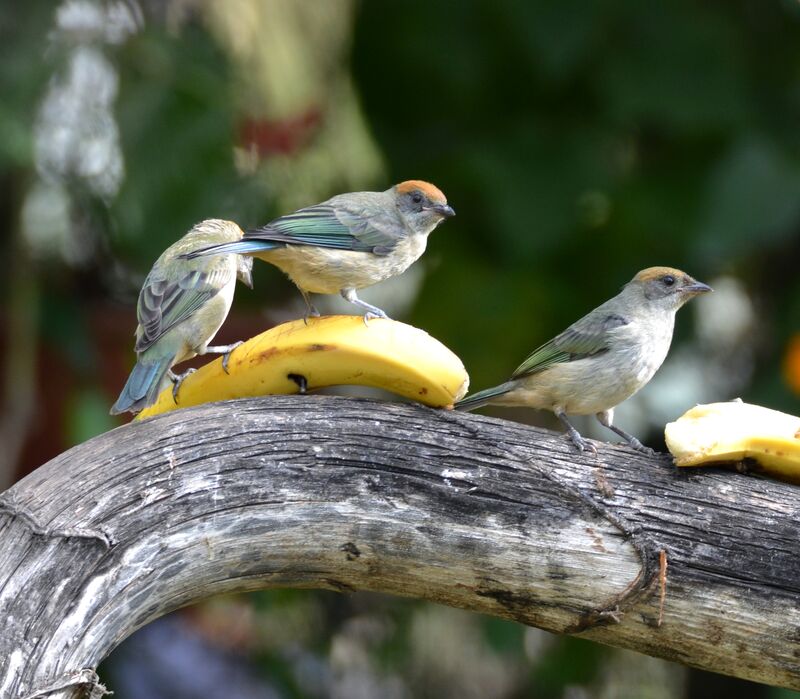 Calliste vitriolinadulte, identification, régime