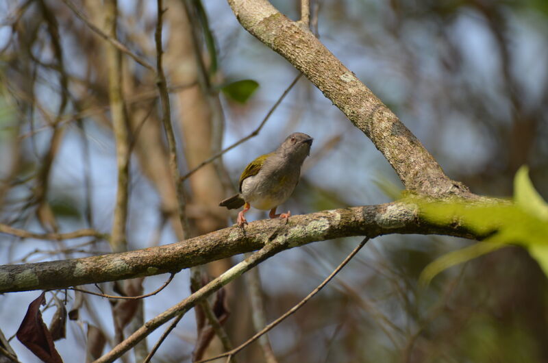 Camaroptère à dos grisadulte, identification