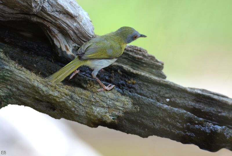 Green-backed Camaropteraadult, identification