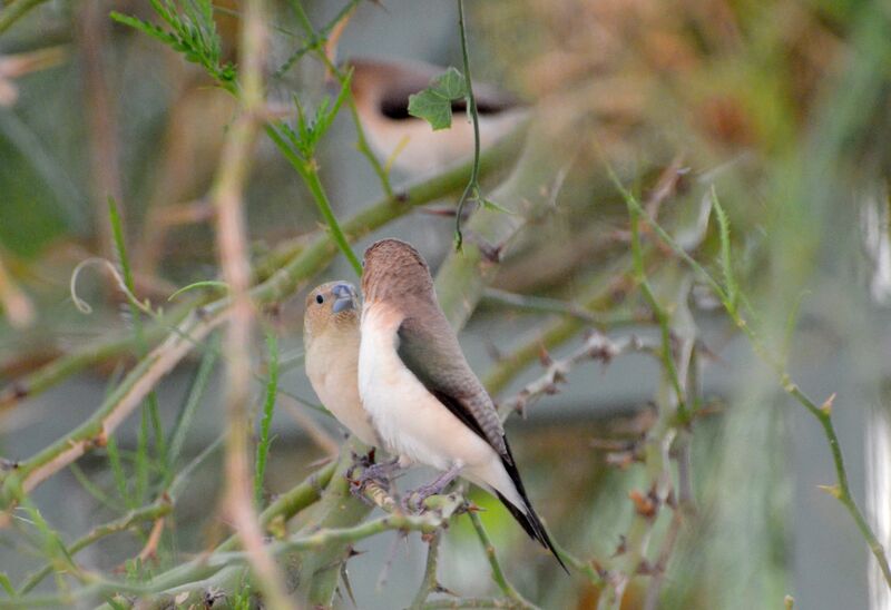 African Silverbilladult