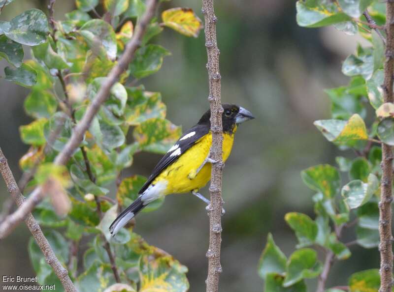 Black-backed Grosbeak male adult, identification