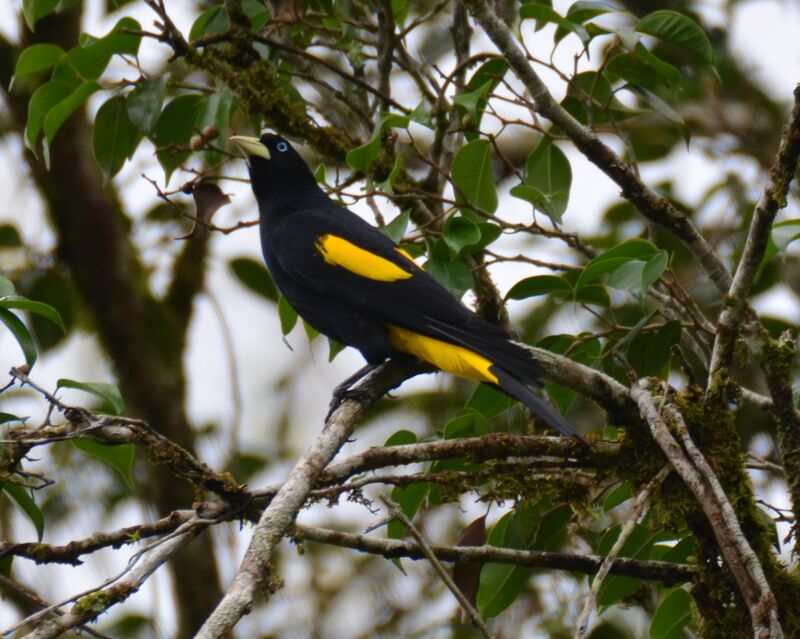 Cassique cul-jauneadulte, identification