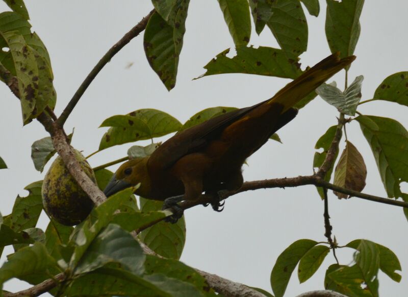 Russet-backed Oropendolaadult, identification, feeding habits