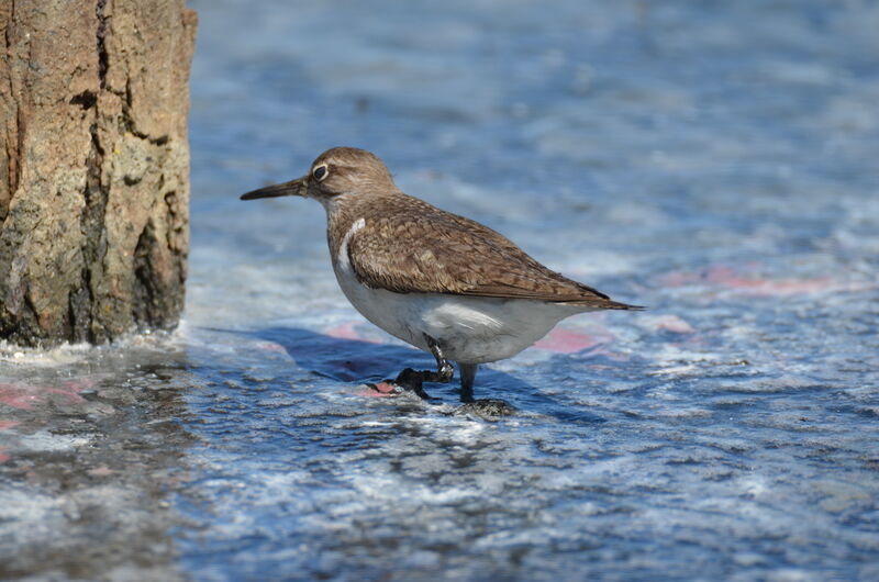 Common Sandpiperadult, identification