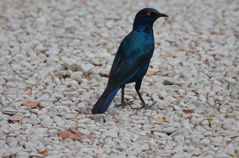 Cape Starlingadult, identification