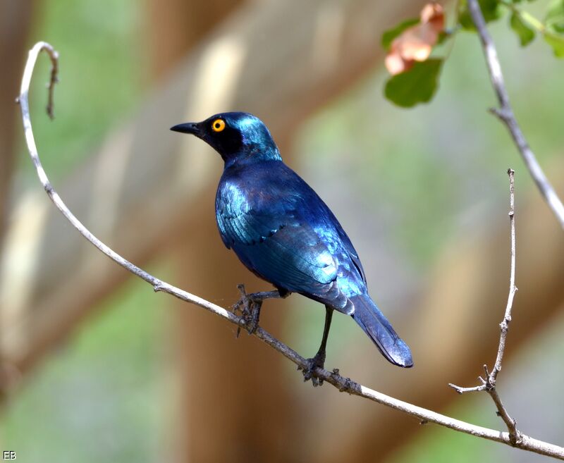 Cape Starling, identification