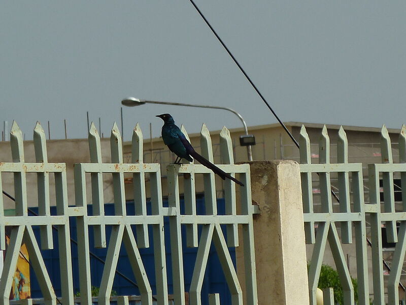 Long-tailed Glossy Starling male adult, identification