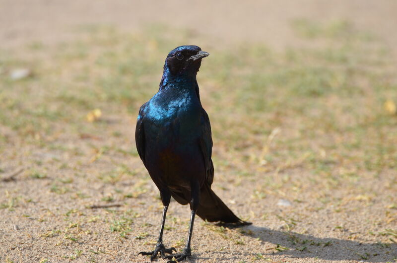 Burchell's Starlingadult, identification