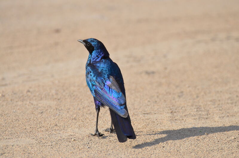 Burchell's Starlingadult, identification