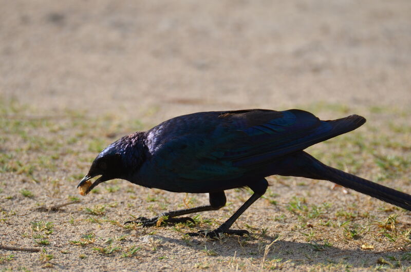 Burchell's Starlingadult, identification