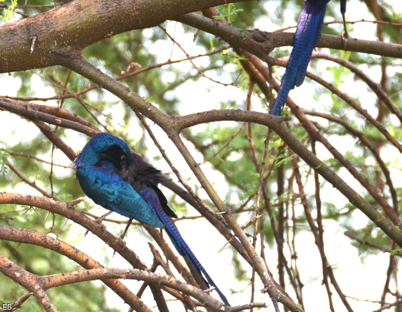 Choucador de Meves, identification