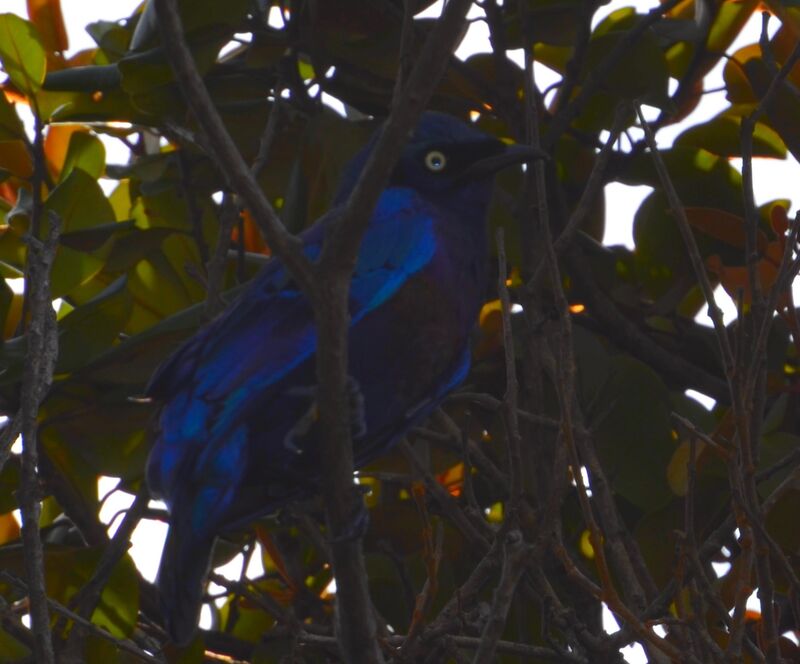 Splendid Starling female, identification