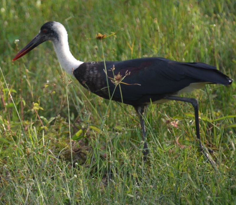 Asian Woolly-necked Storkadult, identification