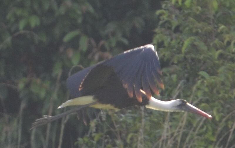 Cigogne épiscopaleadulte, Vol