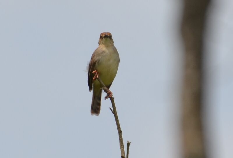 Chattering Cisticolaadult, identification