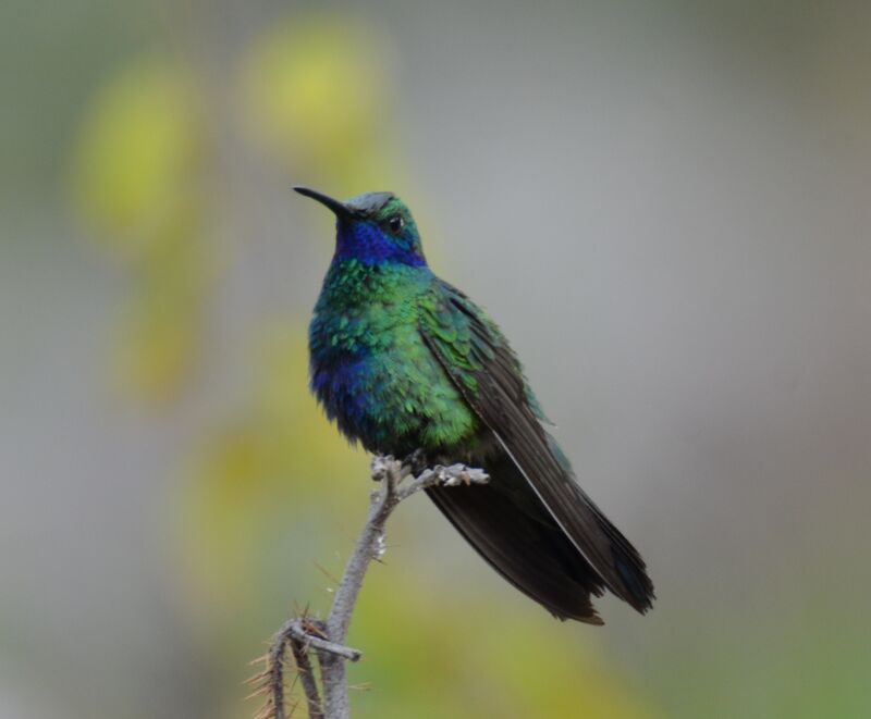 Colibri anaïsadulte, identification