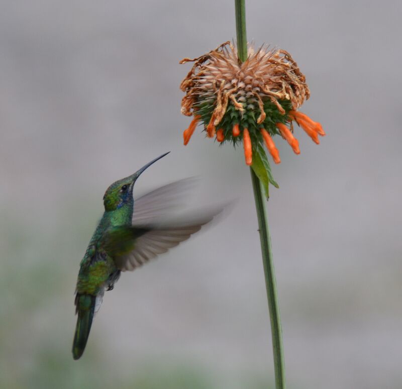 Colibri anaïsadulte, identification, régime