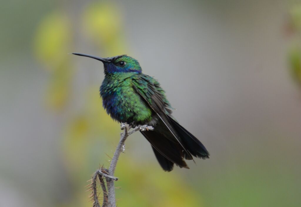 Colibri d'Anaïs