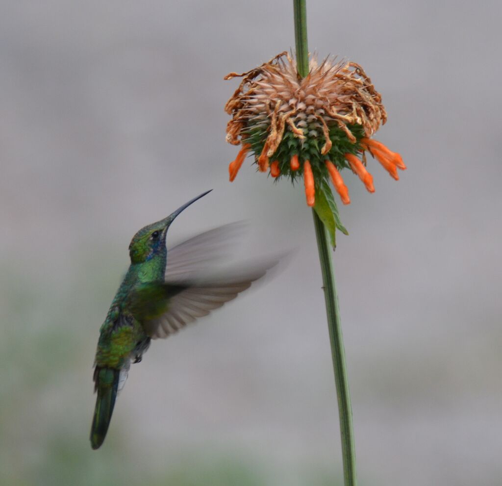 Colibri d'Anaïs